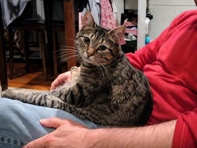tabby