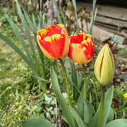 tulip