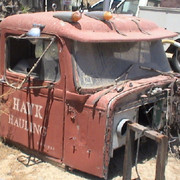 hawk-dead