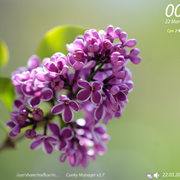 Lilac