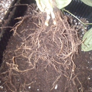 IMG-20240602-112337