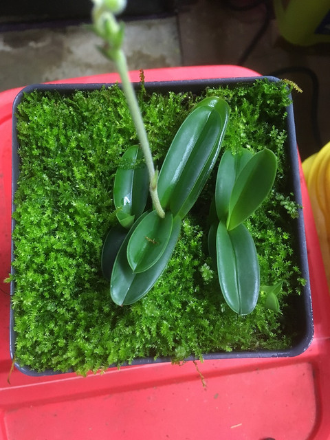 xeroplant.jpg