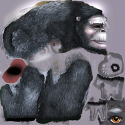 GorillaMountain_Adult.dds