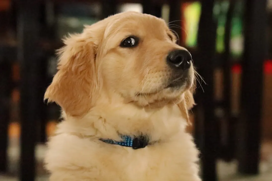 Golden Retriever's Bedtime Battle with a Tiny Feline Goes Viral