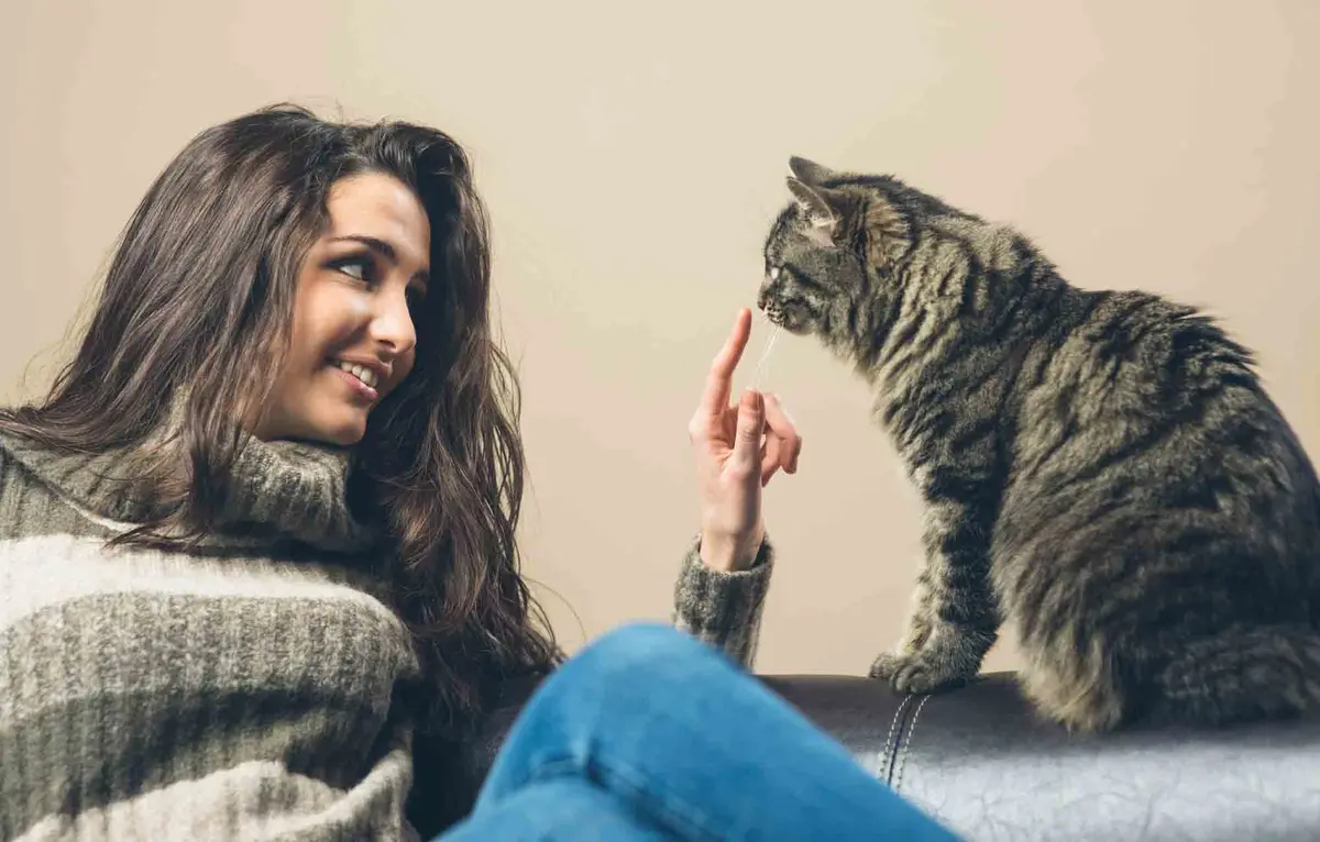 Your Cat's Secret Affection: Decoding Feline Love