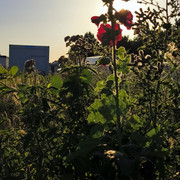 IMG 20260712 201645