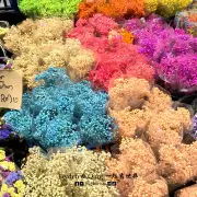 Kea Market9