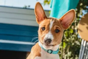Shy Dog Breeds Require Patience and Understanding