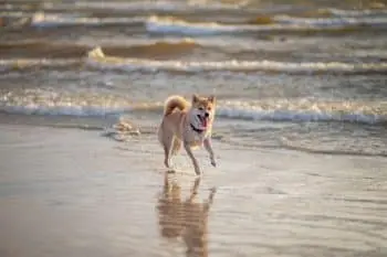 Independent Dog Breeds That Thrive on Space and Freedom