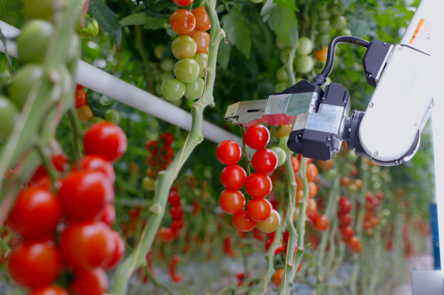 Tomato Picking Robot