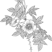 Austrian Copper Rose