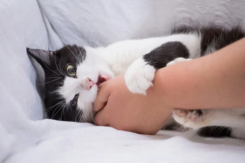 Cat Bites Land Hundreds of Thousands in ER Annually