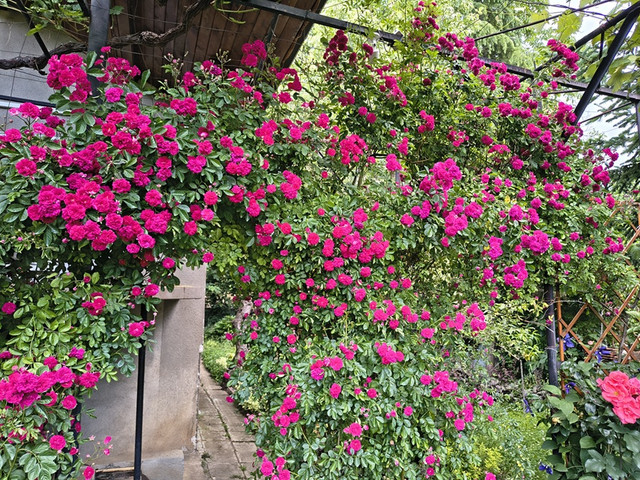 excelsa1.jpg
