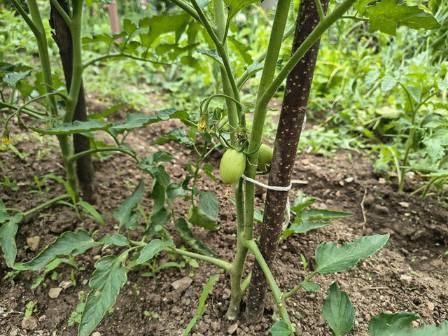 tomato.jpg