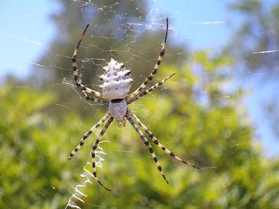 spooder.jpg