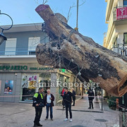 Δεντρο πλατεια Λαου028
