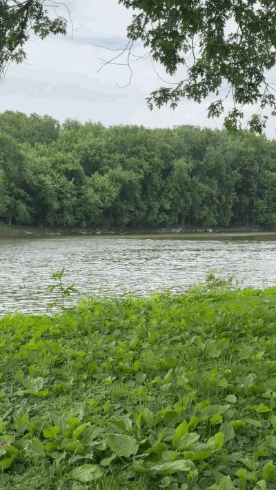 IMG-6393.gif