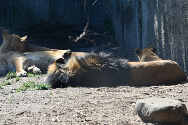 Lions at Copenhagen Zoo