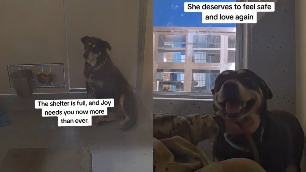 Shelter Dog Deserves Forever Home