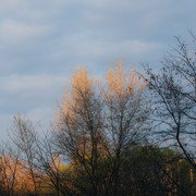 IPB Image