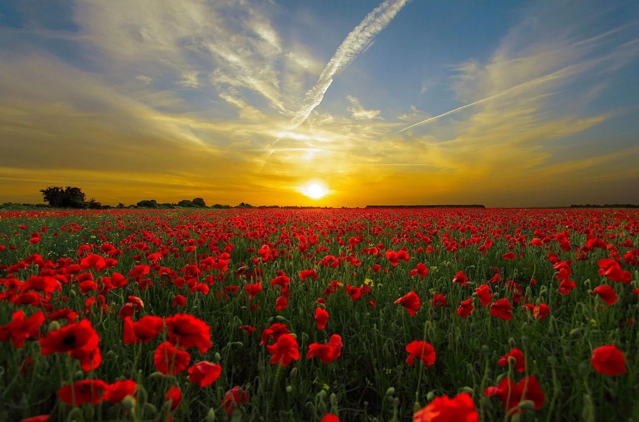 High quality Sun flower wallpaper by diego_torres from Pixabay