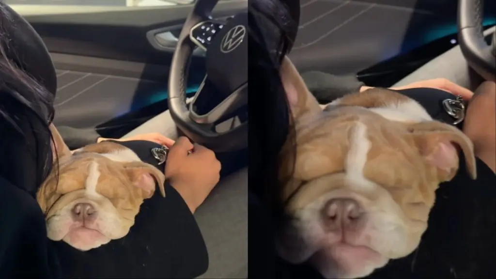Bulldog Puppy’s Sleep Is Utterly Adorable