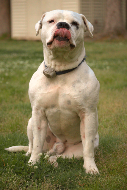 doggo2.png