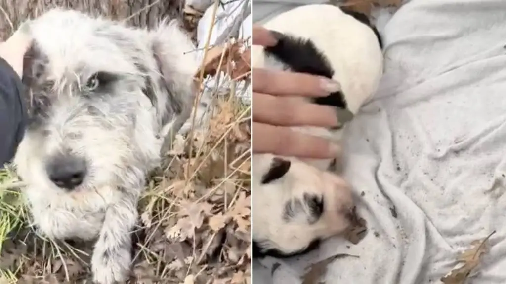 Stray Dog and Newborn Puppy Found in Desperate Situation