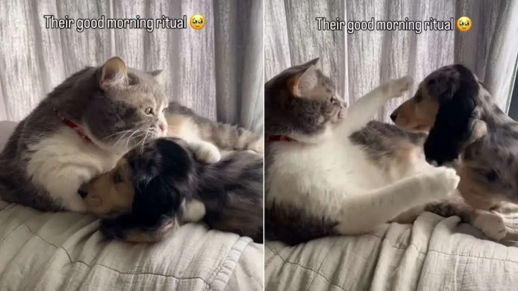 Morning Hug Ritual Steals Hearts