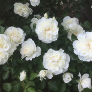 White Meidiland
