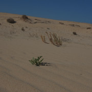DSCF8555