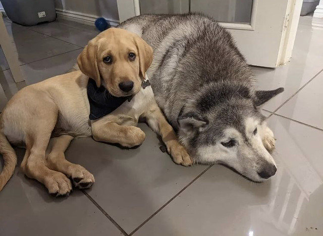 Fennixtastic’s Dogs