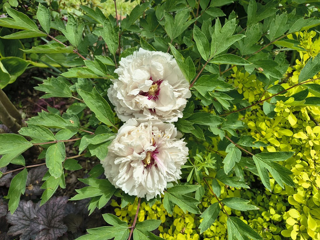 peony tree2.jpg