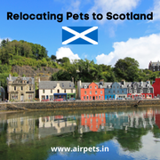 Relocating-Pets-to-Scotland