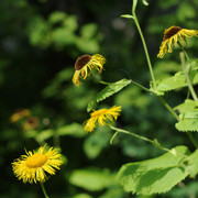 DSC5500
