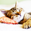 Sleeping-Cat.png