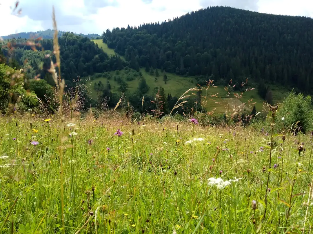 Fermă Longmeadow cu trei camere de dormit și o terasă acoperită
