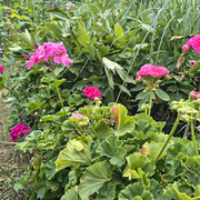 pelargonium
