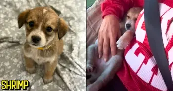 A Tiny Puppy Finds Safety After a Difficult Beginning