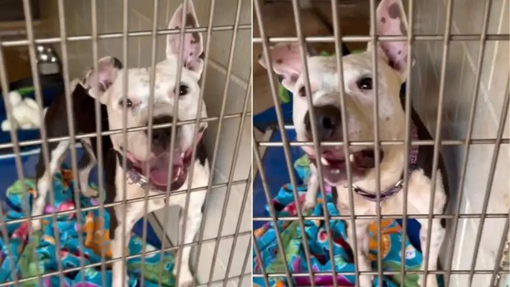 Shelter Dog's Playful Moment Caught on Camera