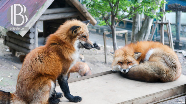Zao-fox