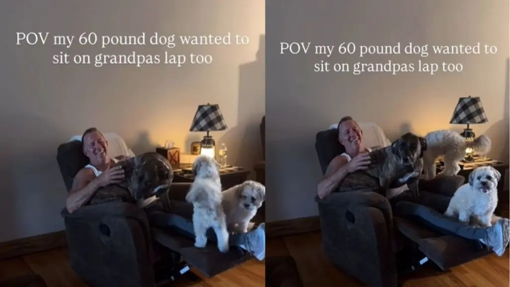 Big Rescue Dog Finds Comfort Only on Grandpa's Lap