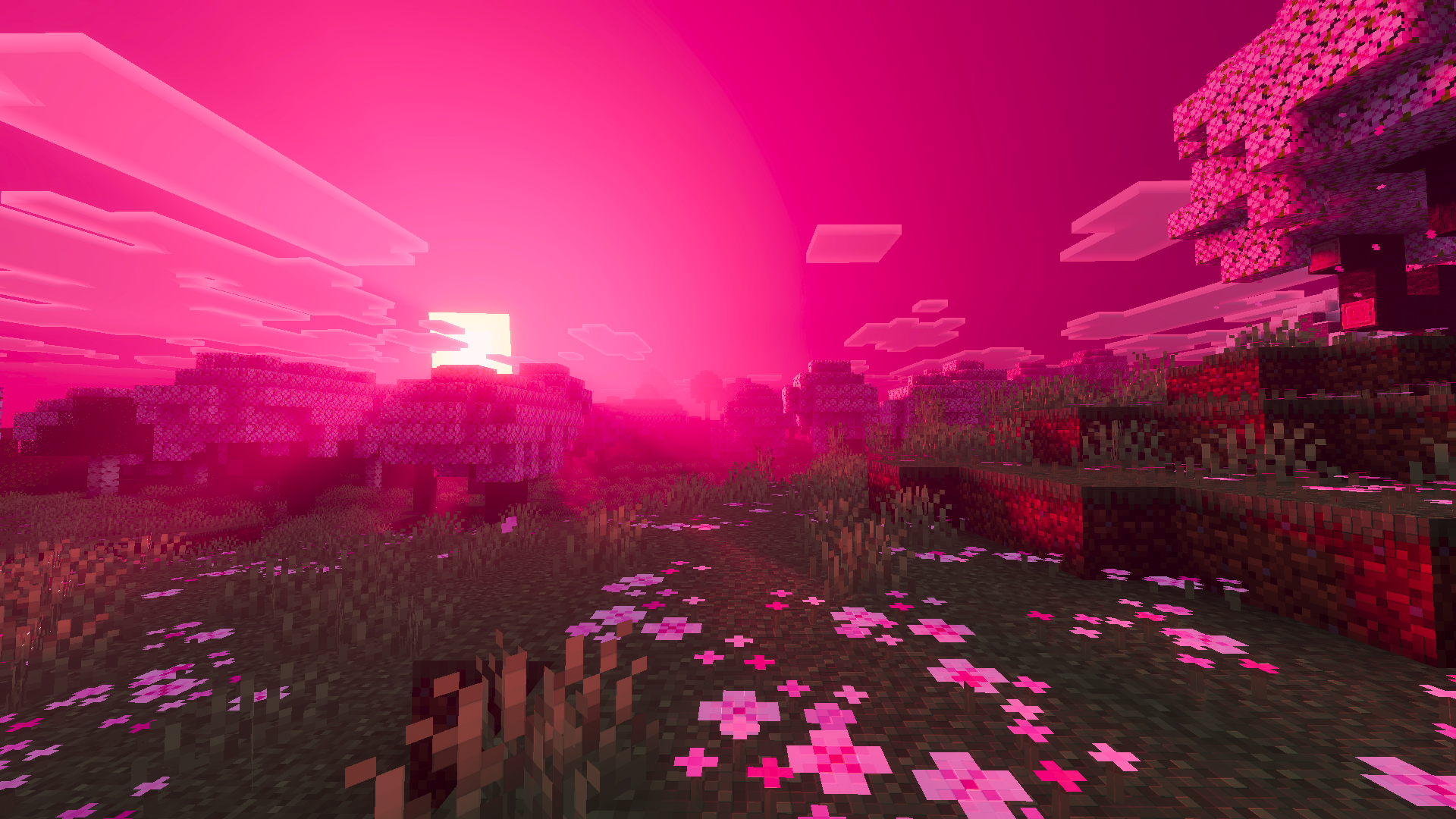 Cherry Trees Path