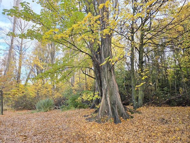 87.jpg