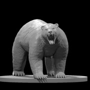 Polar Bear