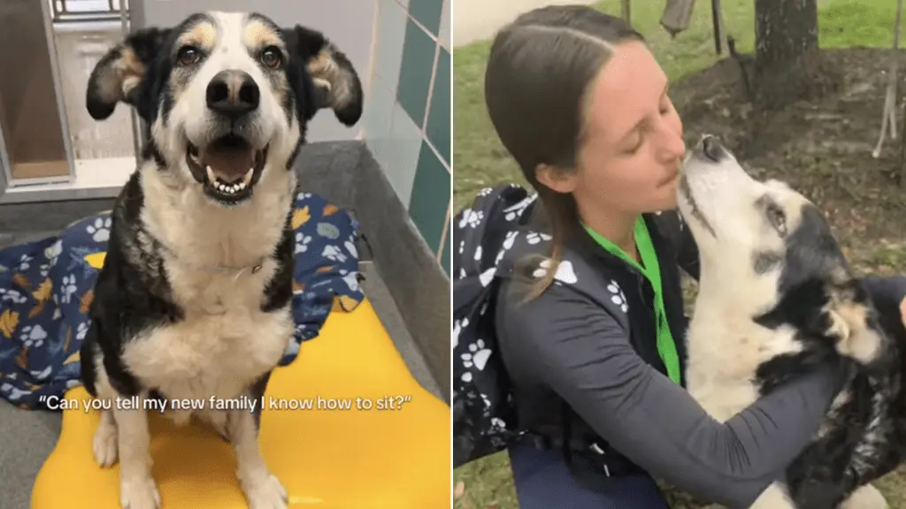 Sweet Shelter Dog Oreo Seeks Loving Home with Big Kisses