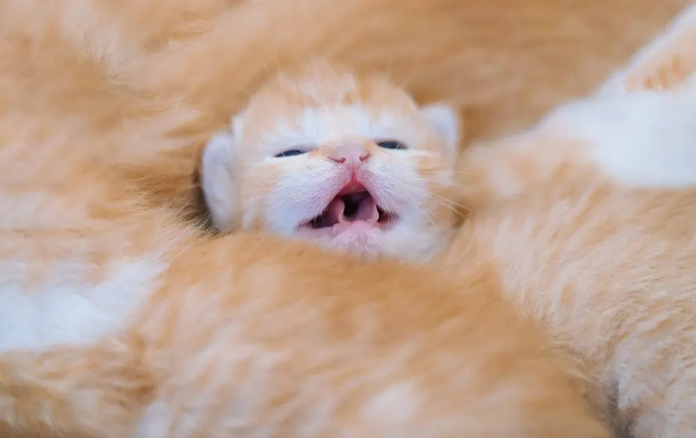 Essential Guidance for Managing a New Litter of Kittens