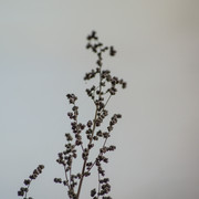 DSC00905