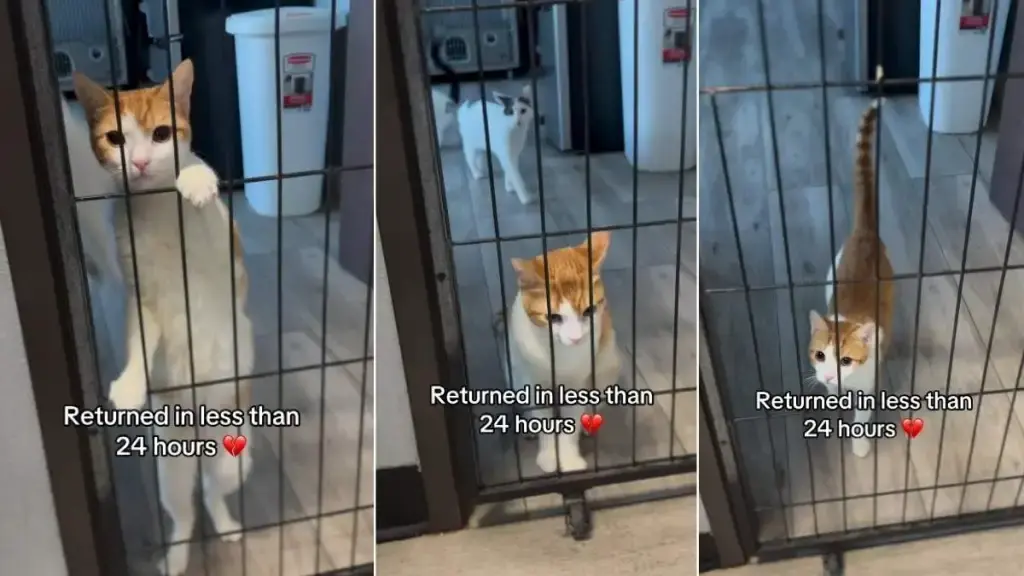 Heartbreak for Shelter Cat Returned After One Day