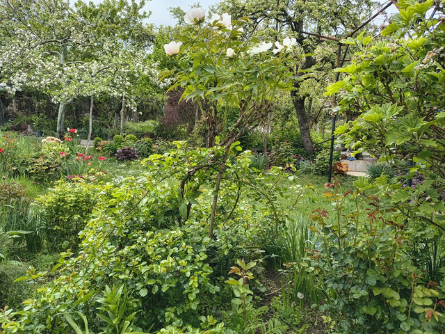 garden.jpg